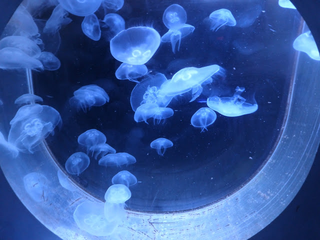 The Deep, Hull