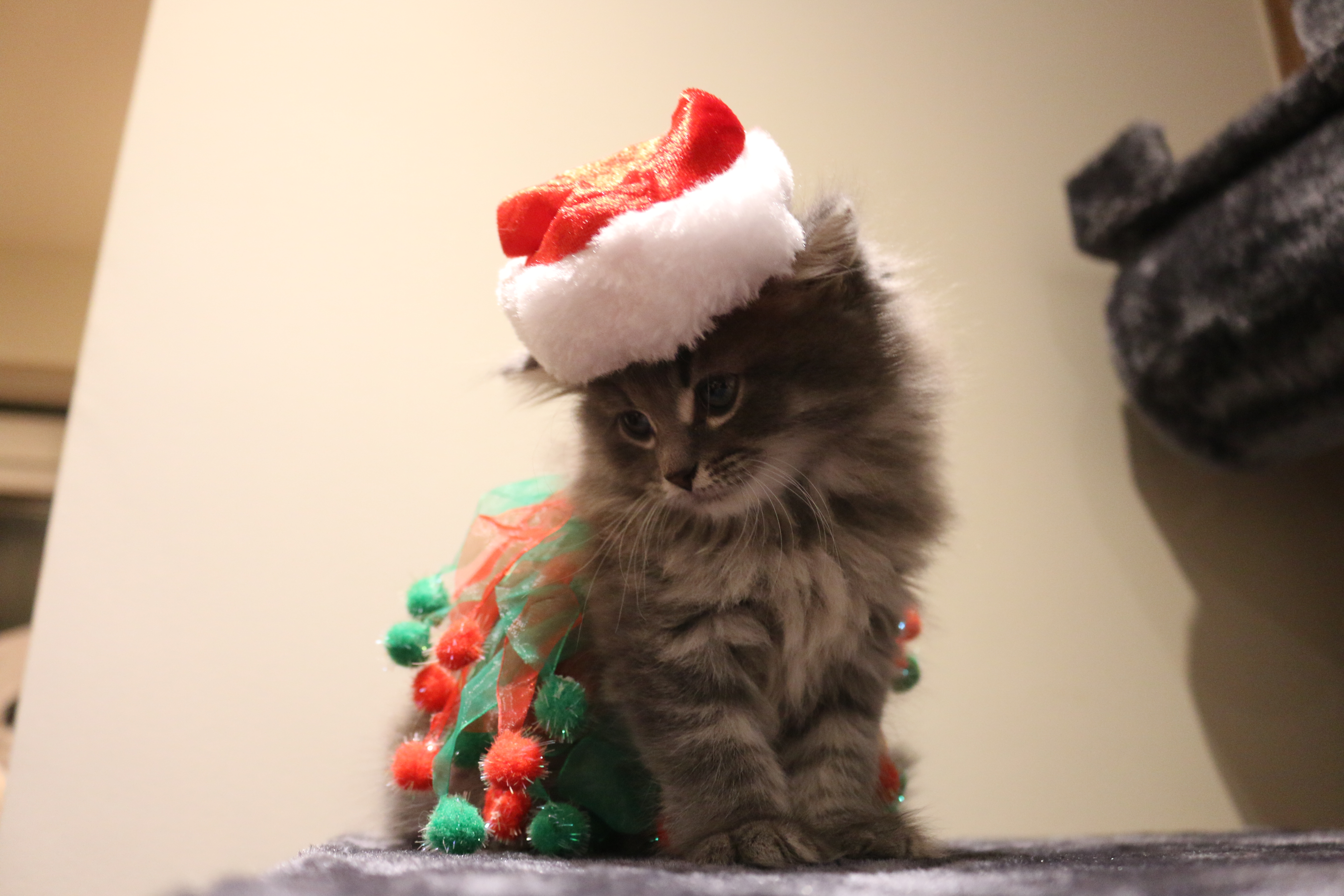 Kittens