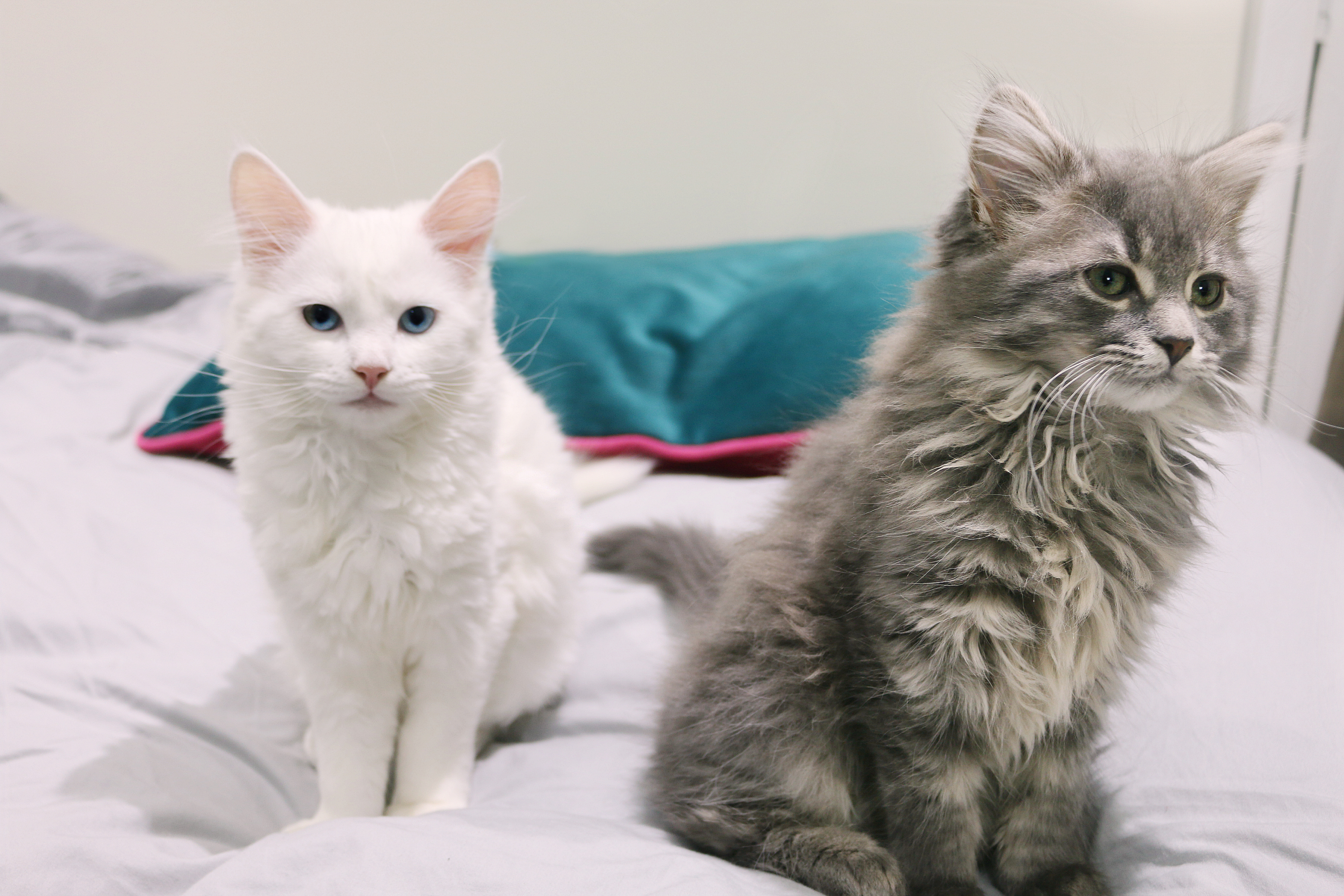 Kittens