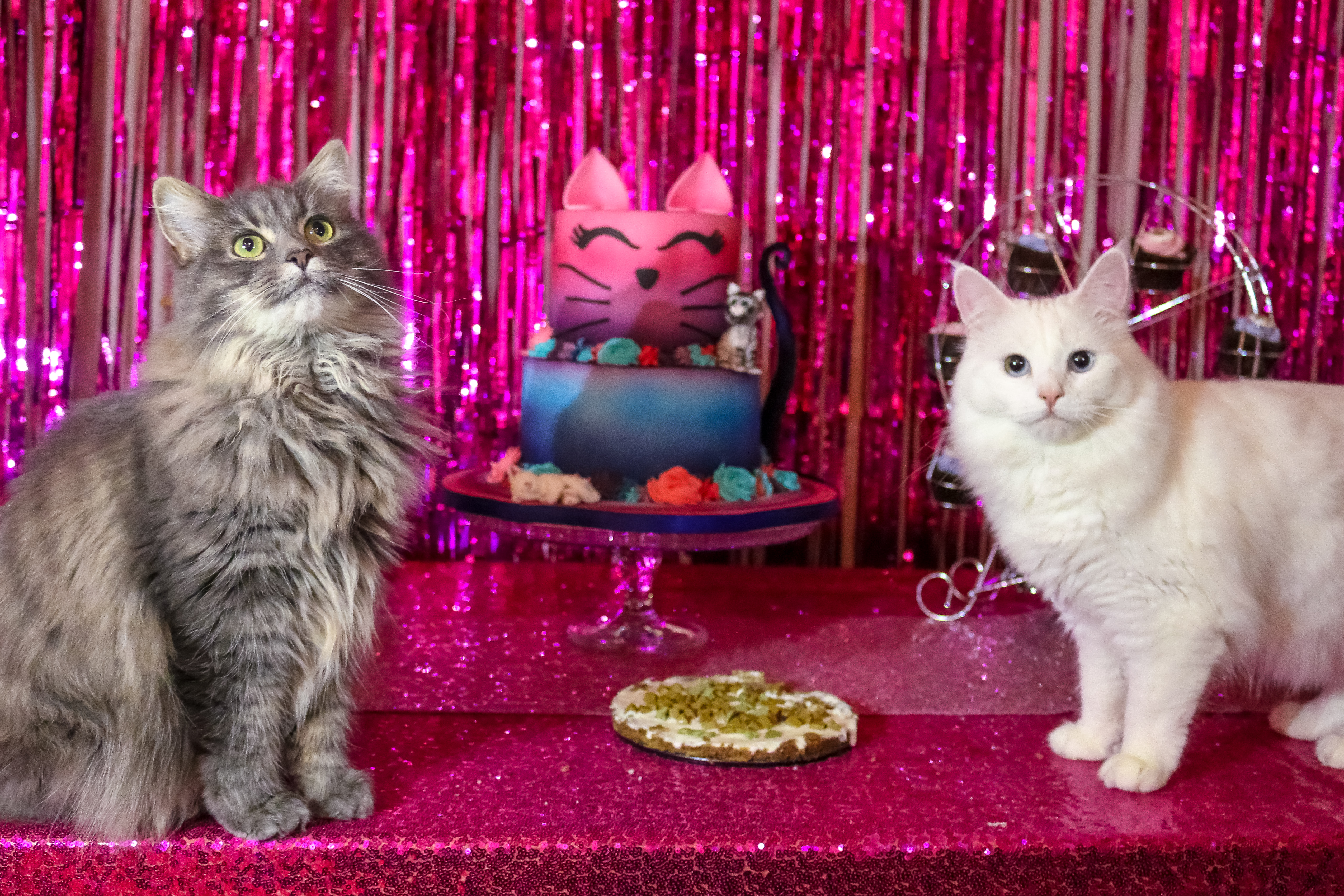Throwing The Ultimate Birthday Party For Cats!