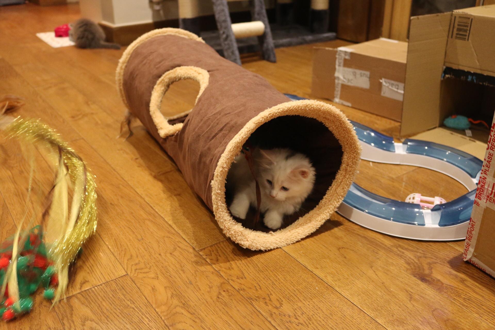 Tried and Tested Cat Products You NEED 10 Tried and Tested Cat Products You NEED