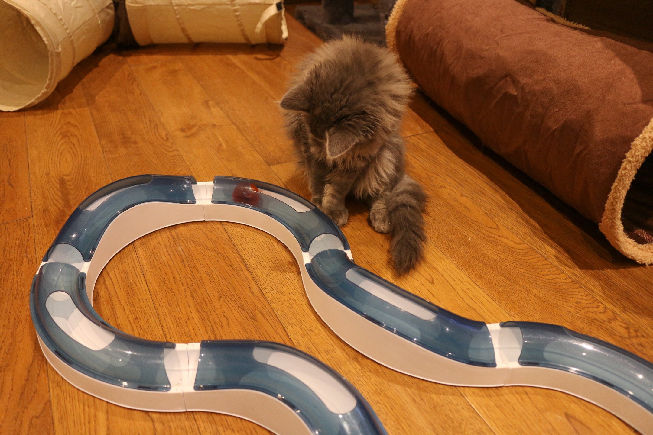 Tried and Tested Cat Products You NEED 5 Catit Design Senses Play Circuit, Tried and Tested Cat Products You NEED