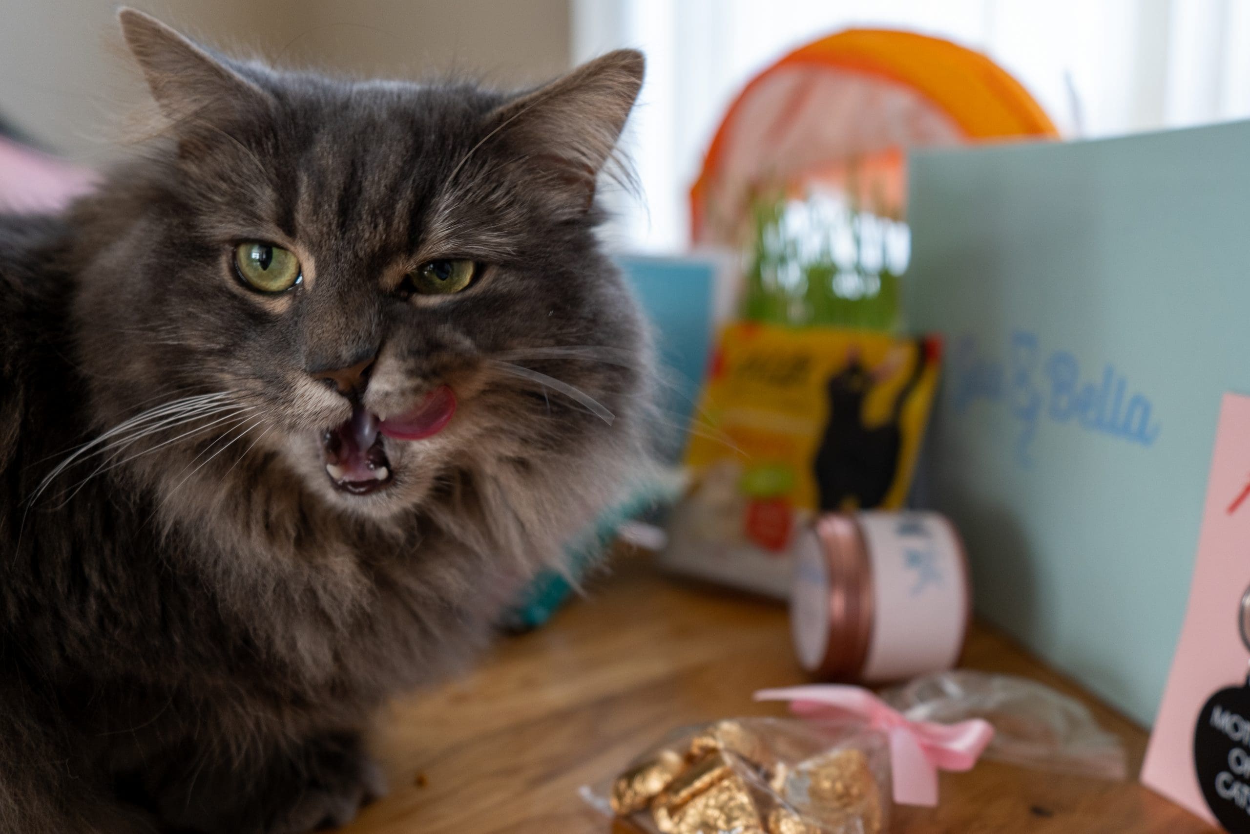 Gus & Bella Cat Subscription Box