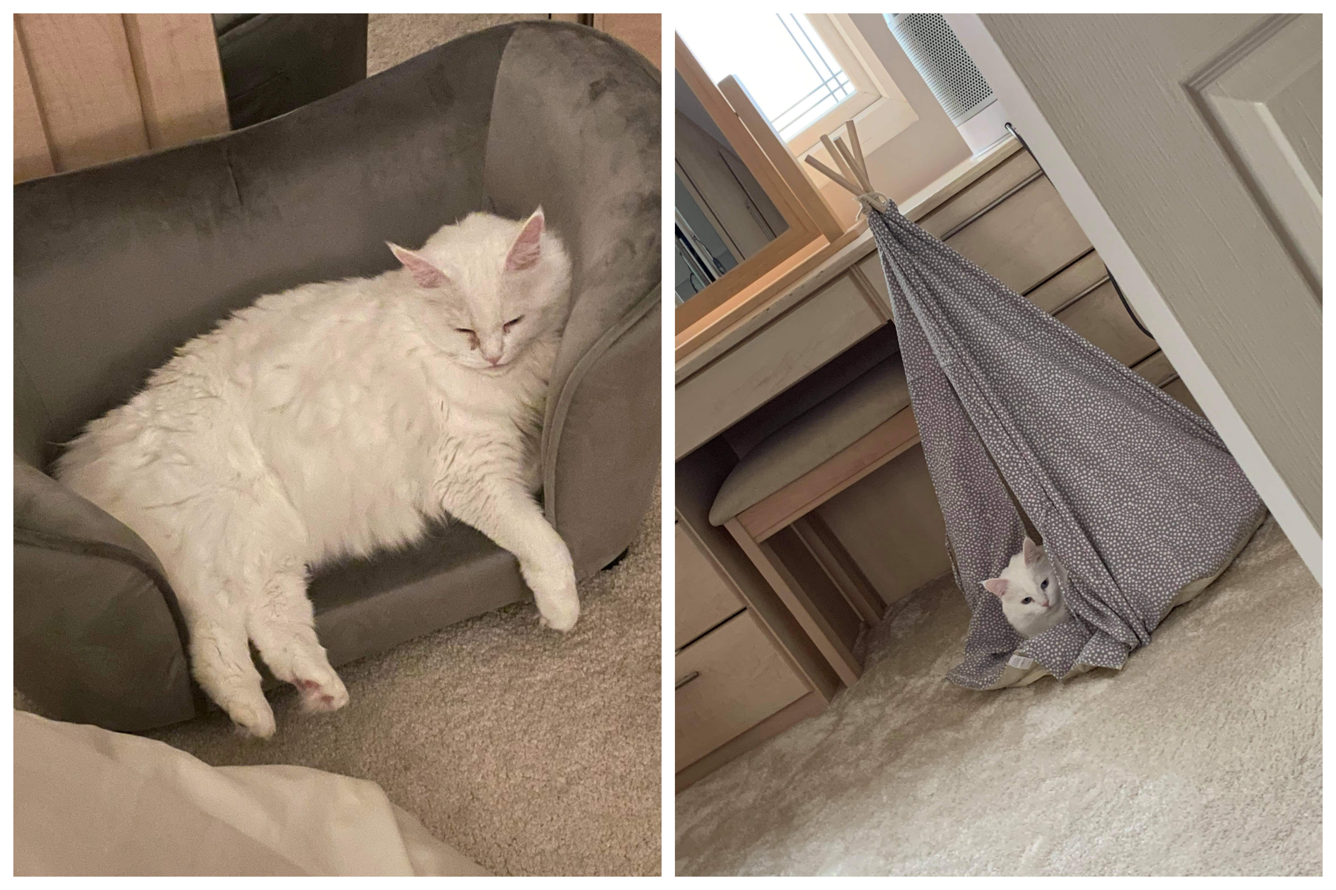 Tried and Tested Cat Products You NEED 8 Tried and Tested Cat Products You NEED