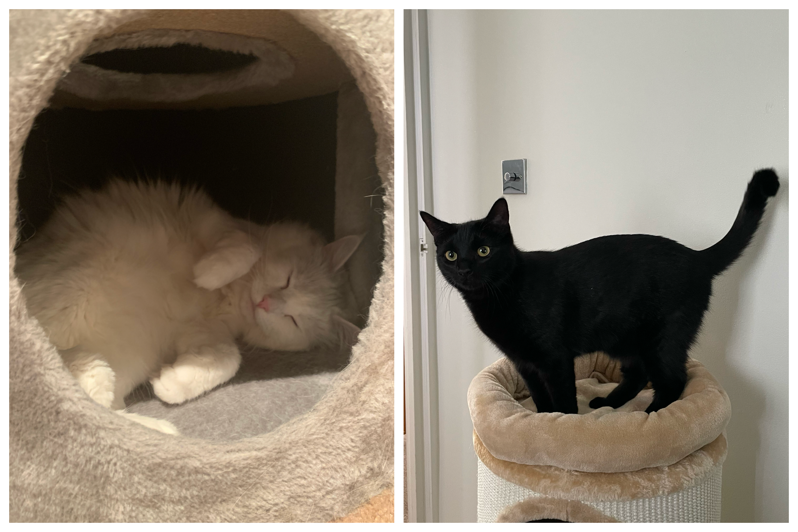 Tried and Tested Cat Products You NEED 12 Tried and Tested Cat Products You NEED