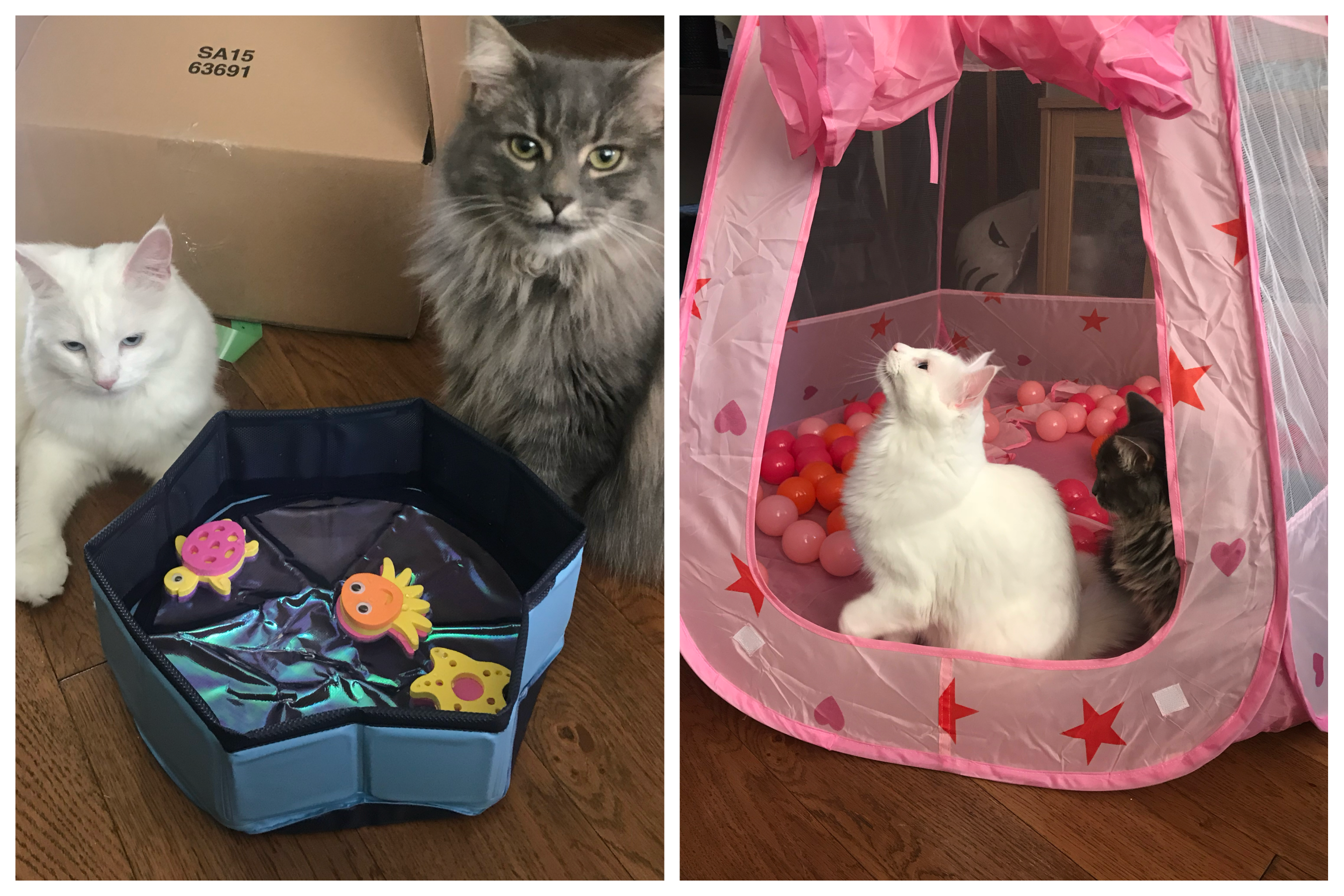Tried and Tested Cat Products You NEED 15 Tried and Tested Cat Products You NEED