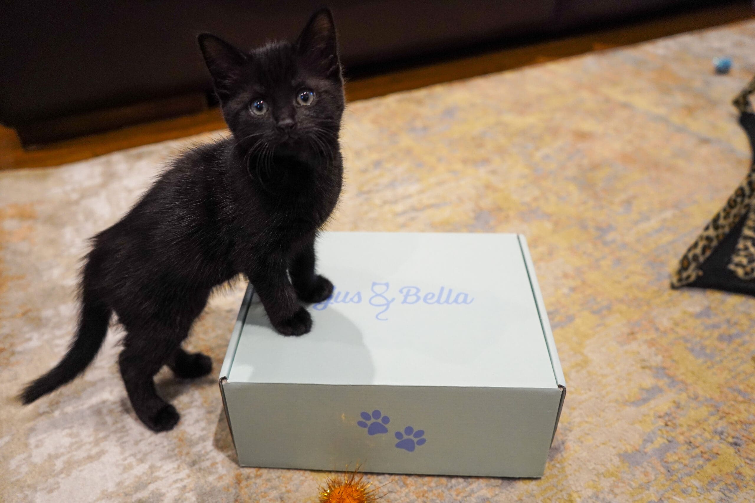 Gus & Bella Cat Subscription