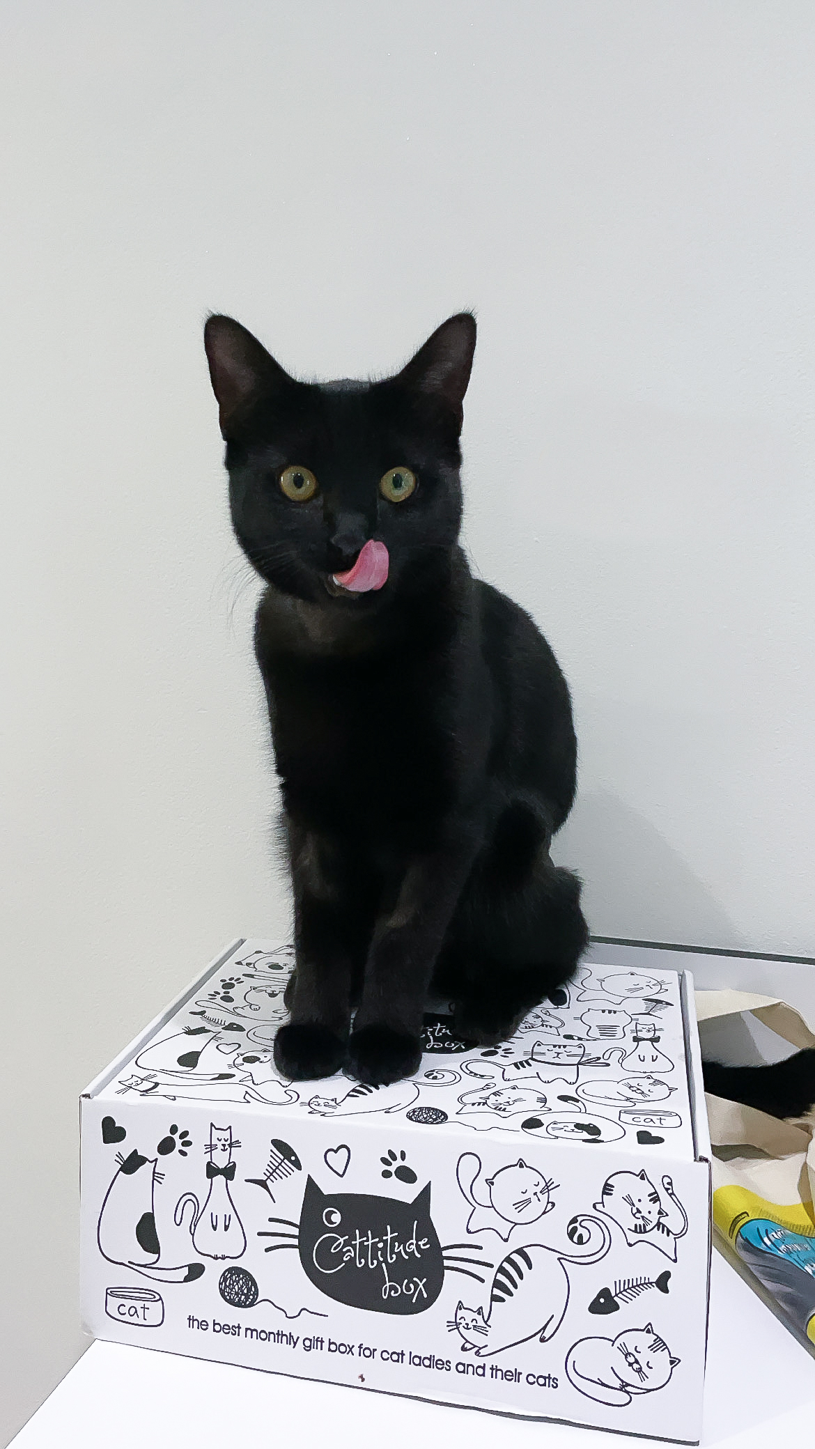Cattitude Cat Subscription Box MEW York- GIVEAWAY 4 Cattitude Cat Subscription Box