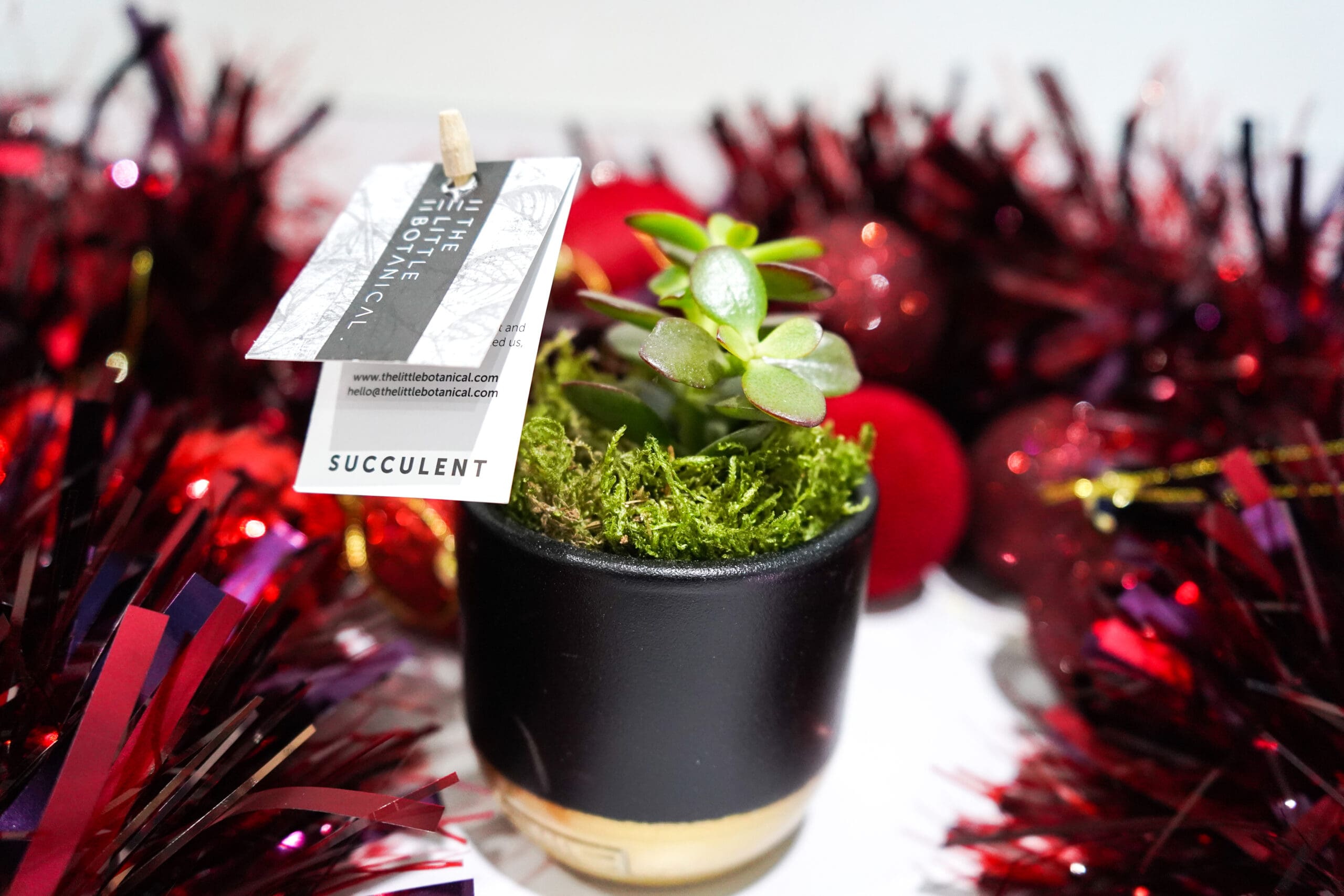 Boots Christmas 2021 8 boots christmas 2021, The Little Botanical Plant Gang for Newbie Plant Parents