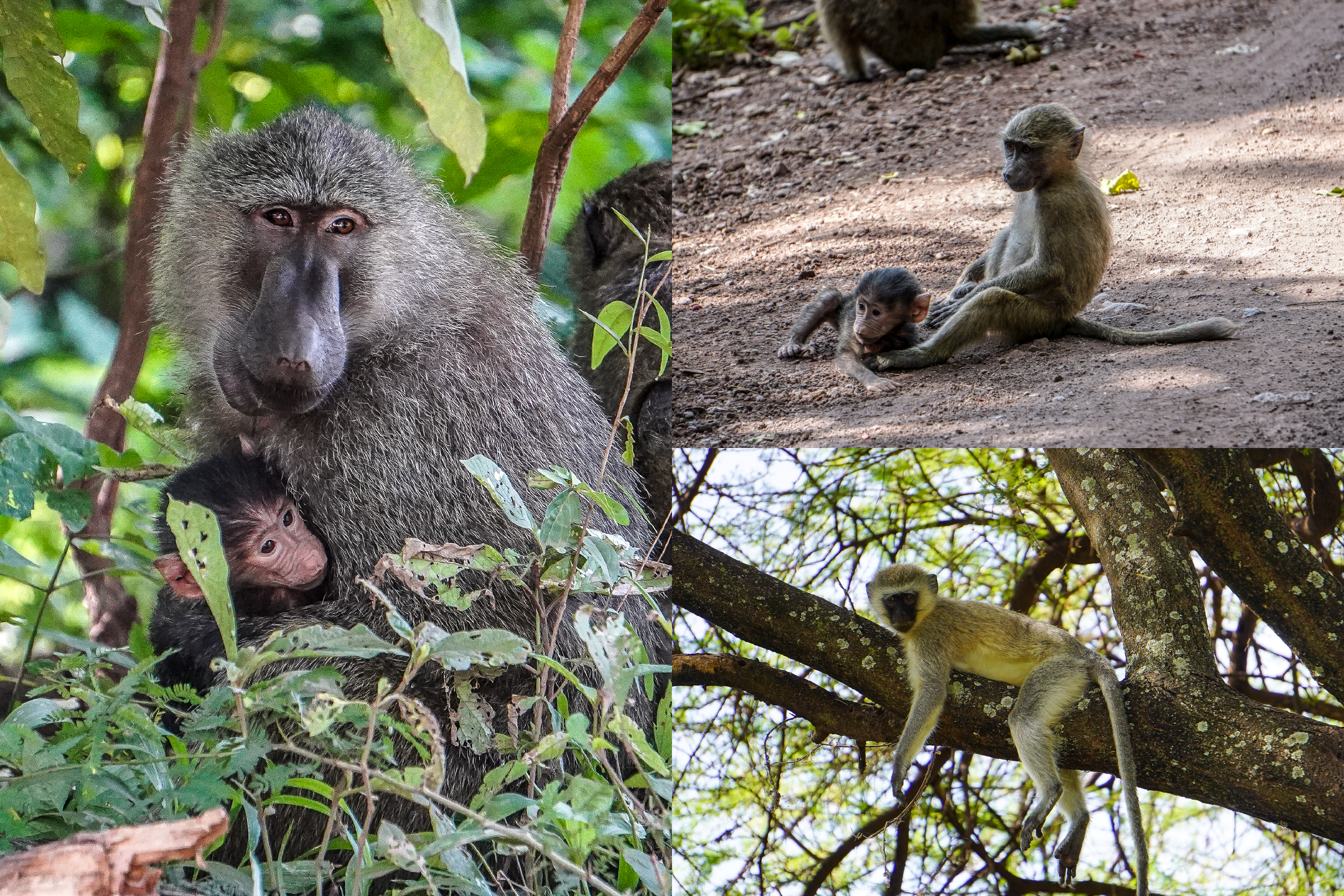African safari, mousebirds safaris, Tanzania safari