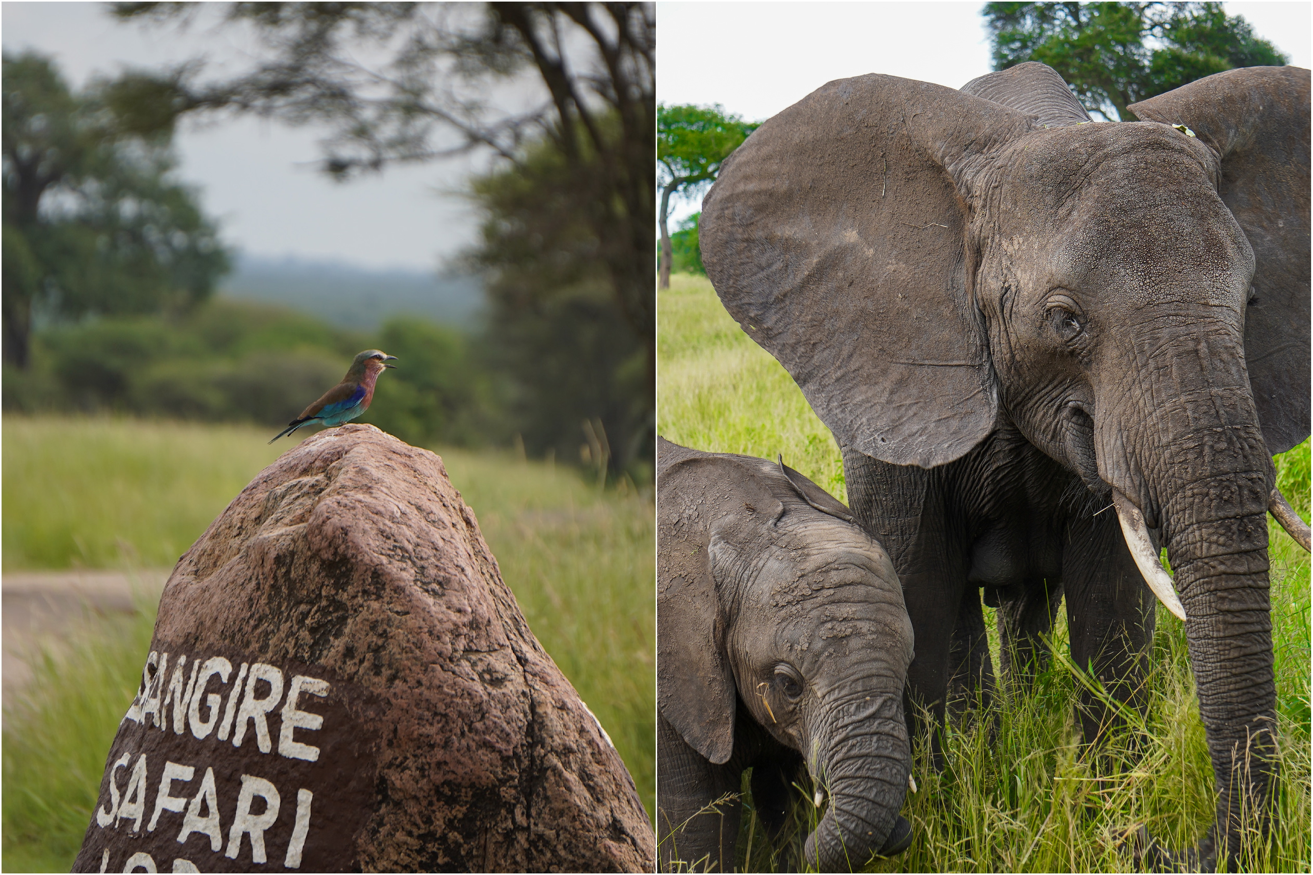 African safari, mousebirds safaris, Tanzania safari 