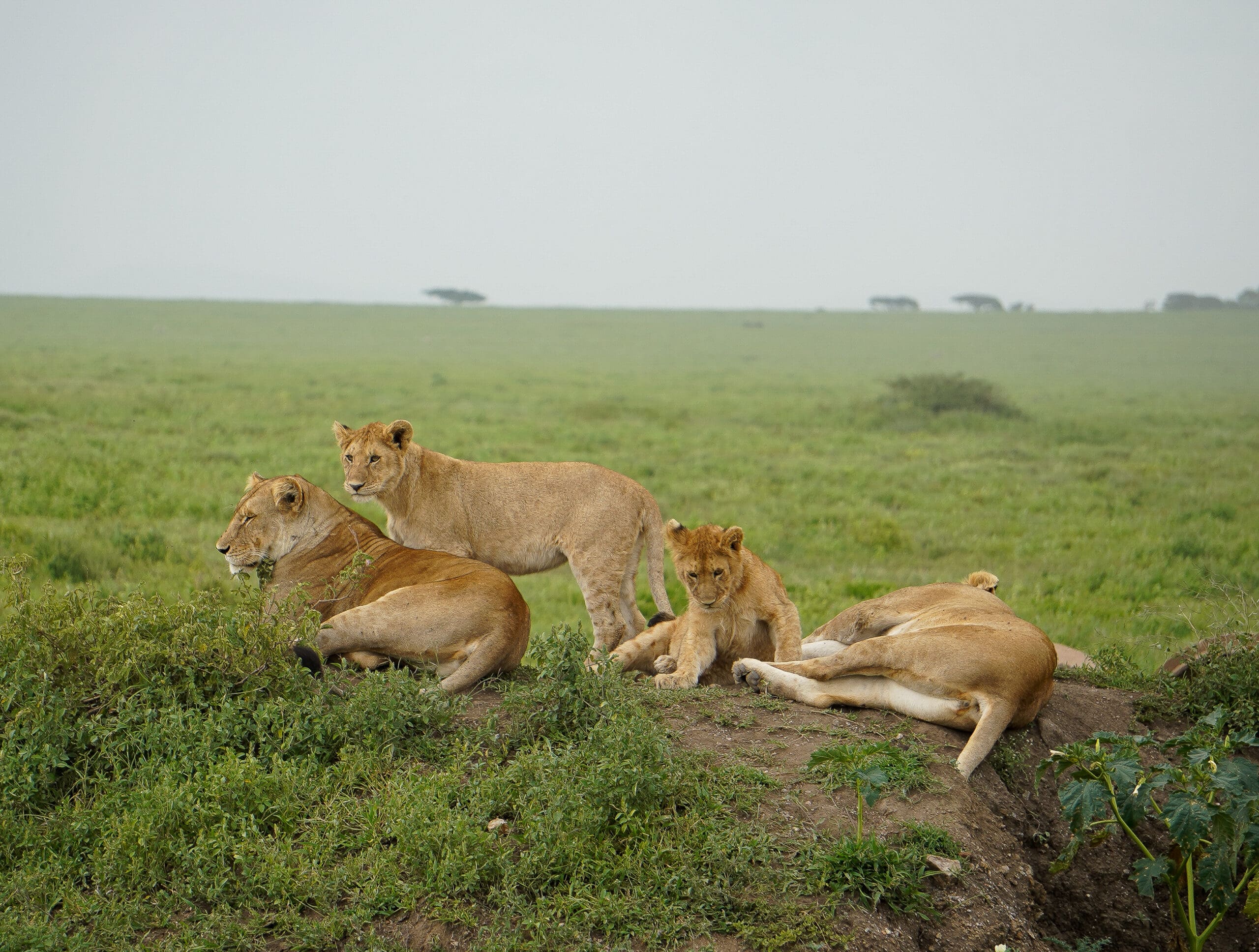 African safari, mousebirds safaris, Tanzania safari 