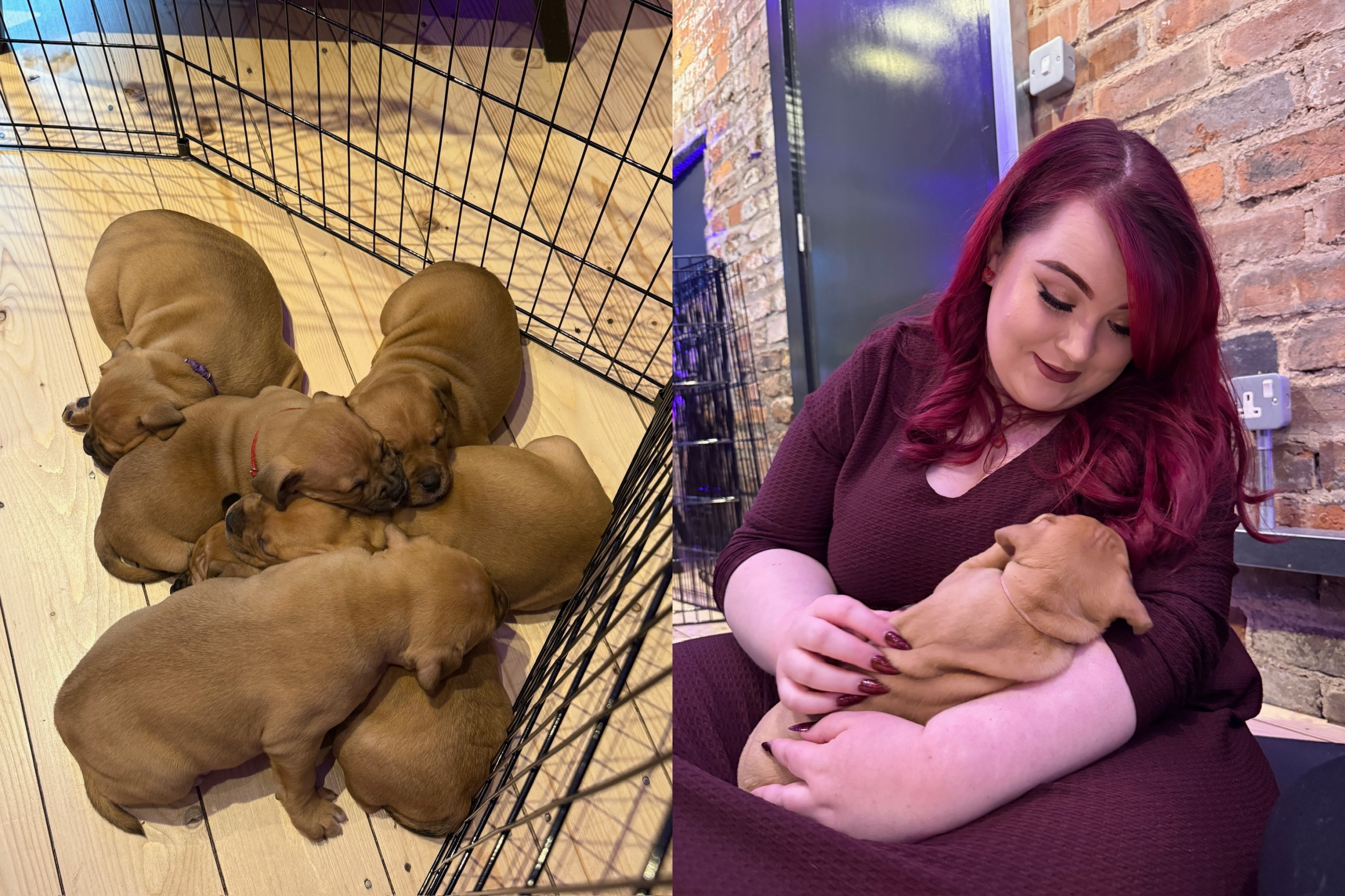 Puppy Love Events Sheffield, shemightbeloved