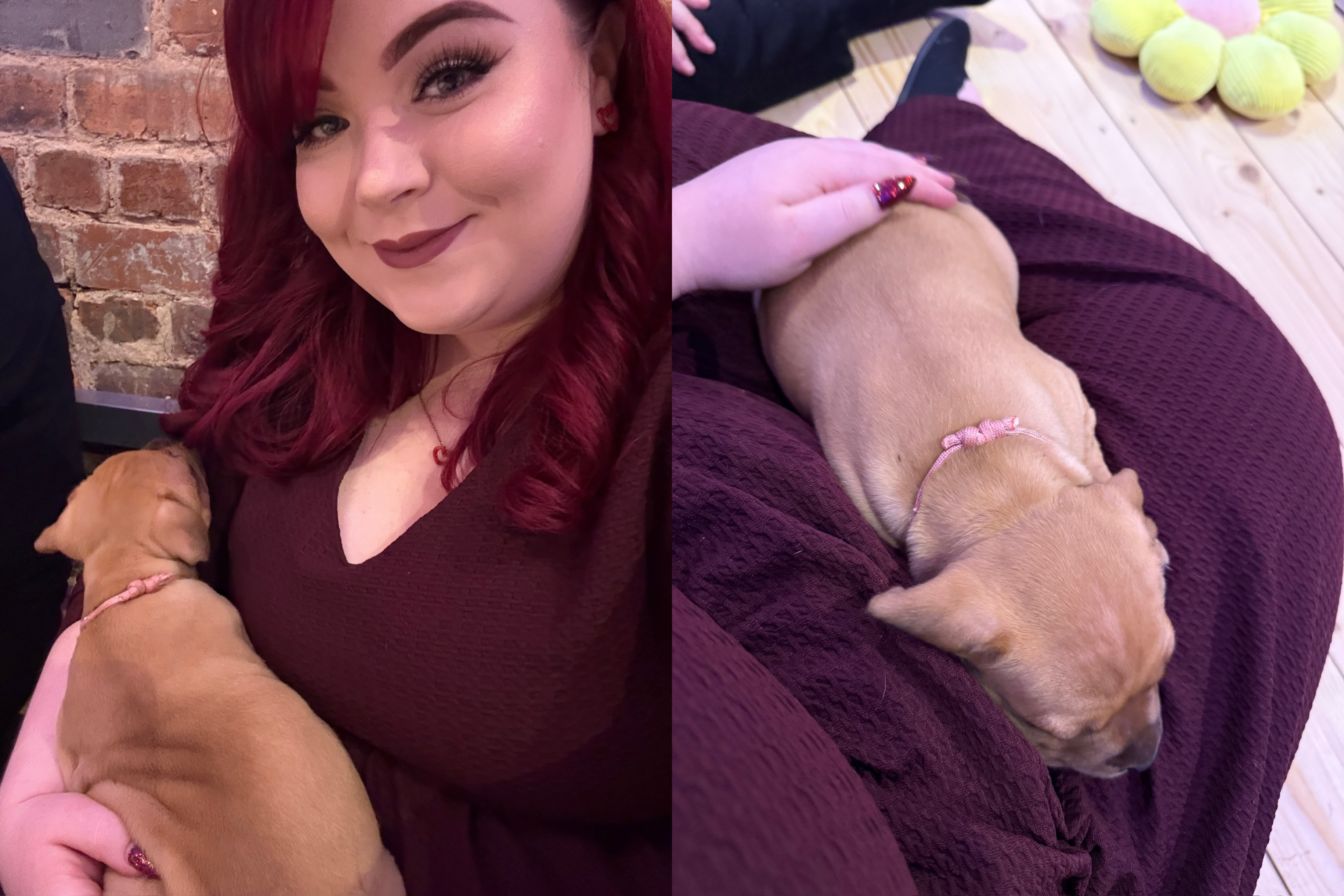 Puppy Love Events Sheffield - Cuddle with Puppies! 3 Puppy Love Events Sheffield, shemightbeloved