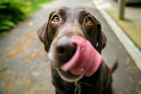 Do dogs recognise our affection? 1 Do dogs recognise our affection? 1